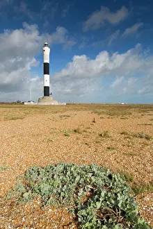 Crambe: Dungeness - Lighthouse - Beach - sea kale in foreground