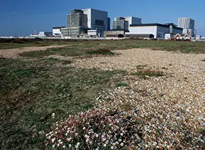 Stations: Dungeness Power Station - and Sea Campion