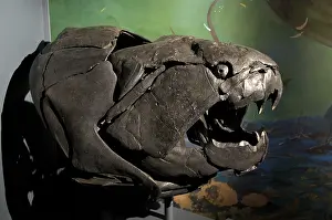 Armored: Dunkleosteus, a Devonian Fish