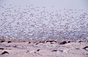 Dunlins: Dunlin