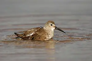 Dunlins: Dunlin
