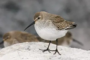 Dunlins: Dunlin