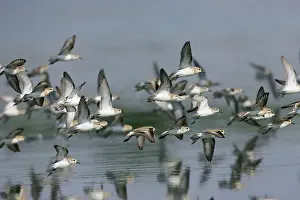 Dunlins: Dunlin