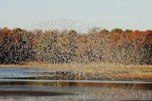 Dunlins: Dunlin