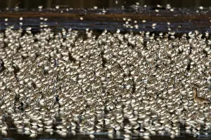 Communities: Dunlin