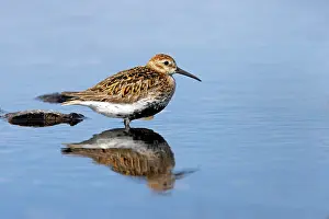Dunlin: Dunlin