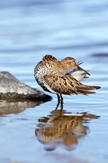 Dunlins: Dunlin