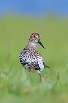Dunlins: Dunlin