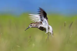 Dunlins: Dunlin