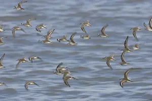 Alpina: Dunlin