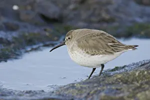 Alpina: Dunlin