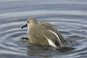 Alpina: Dunlin