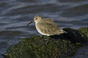 Alpina: Dunlin