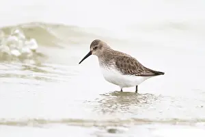 Helder: Dunlin
