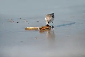 Frontview: Dunlin