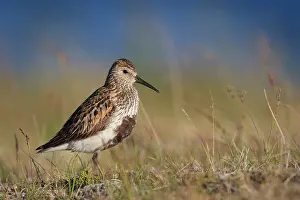 Alpina: Dunlin