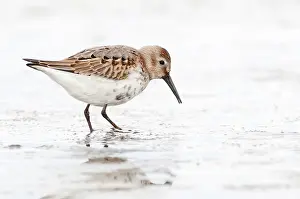 Alpina: Dunlin