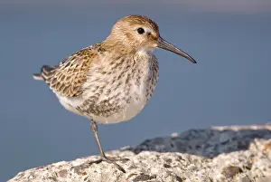Alpina: Dunlin