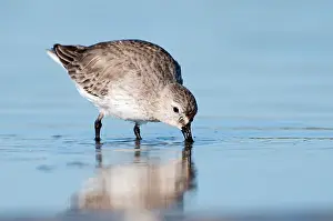 Alpina: Dunlin