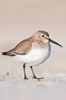 Alpina: Dunlin