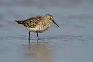 Ijmuiden: Dunlin