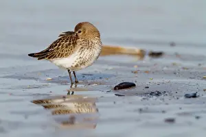 Ijmuiden: Dunlin