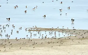 Oever: Dunlin
