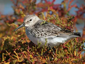 Alpina: Dunlin