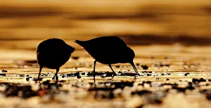 Migrate: Dunlin