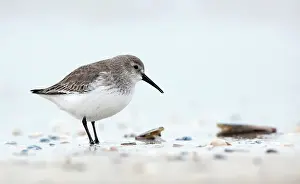 Migrate: Dunlin