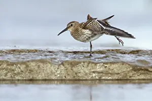Xd6land: Dunlin