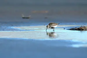 Alpina: Dunlin