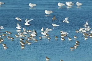 Sterna: Dunlin