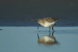 Virginia: Dunlin