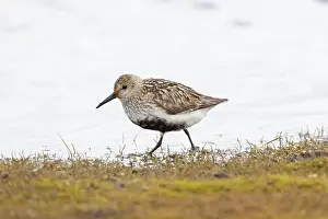 Shorebird: Dunlin