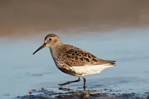 Alpina: Dunlin - adult bird in breeding plumage - Germany