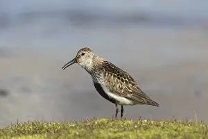 171017: Dunlin - adult bird in breeding plumage - Svalbard, Norway