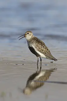 171017: Dunlin - adult bird in breeding plumage - Svalbard, Norway