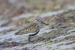 Dunlins: Dunlin - adult bird in breeding plumage - Sweden
