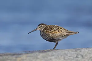 Dunlins: Dunlin - adult bird resting on stone - Sweden
