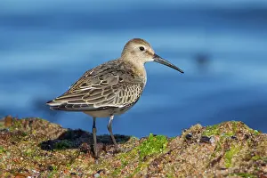 Dunlins: Dunlin adult bird Sweden