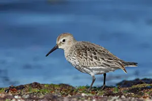 Dunlins: Dunlin adult bird Sweden
