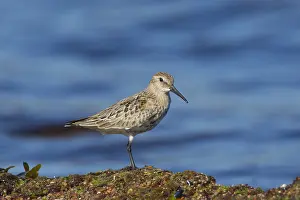 Dunlins: Dunlin - adult bird - Sweden