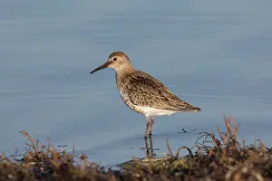 230621: Dunlin - adult bird in winter plumage - Germany