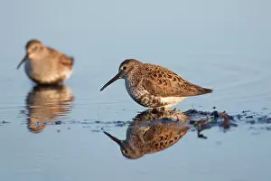 Alpina: Dunlin - adult birds in breeding plumage - Germany