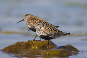 Dunlins: Dunlin - adult birds resting on stone - Sweden