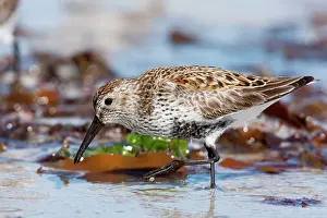 Foreshore: Dunlin - adult feeding on foreshore