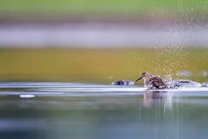 Bathe: Dunlin (Calidris alpina) bathing, Guadalix de la