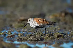 Shorebirds: Dunlin, Calidris alpina. In Breeding plumage during migratio