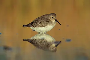 Dunlins: Dunlin Calidris alpina Feeding along Connecticut shore